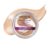 COVERGIRL & Olay Simply Ageless Instant Wrinkle-Defying Foundation, Creamy Natural 0.44 Fl Oz (Pack of 1)